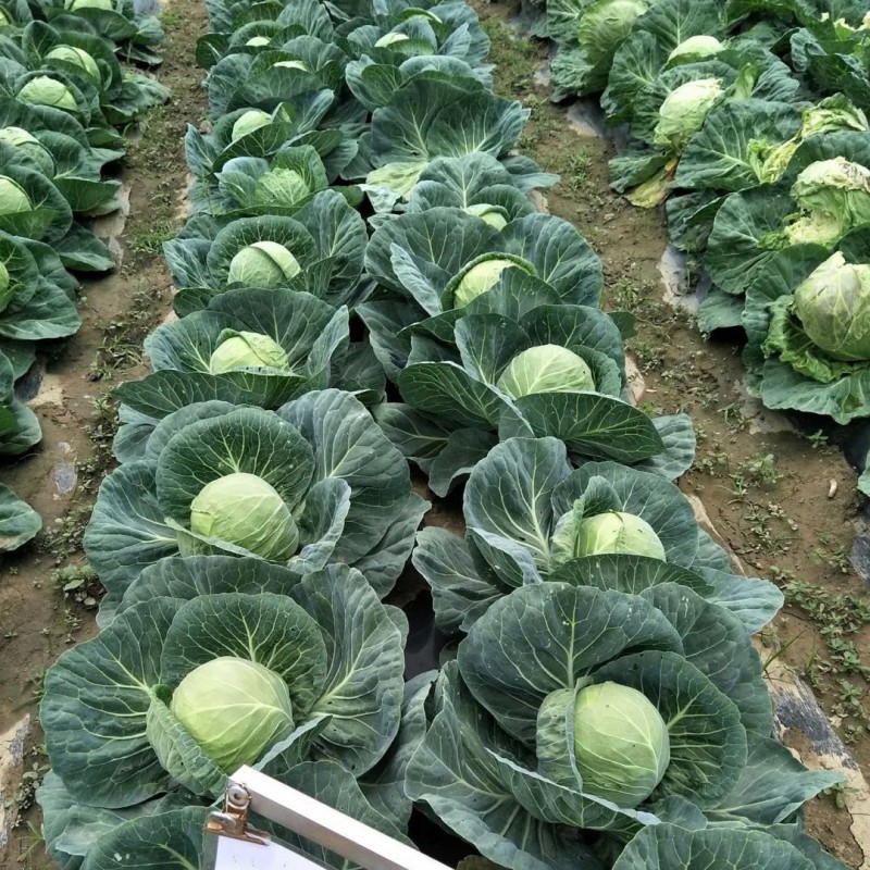 High Quality Chinese Vegetable Hybrid F1 Round Shape Green Cabbage Seeds Kale Seeds for Planting-Autumn Green Ball