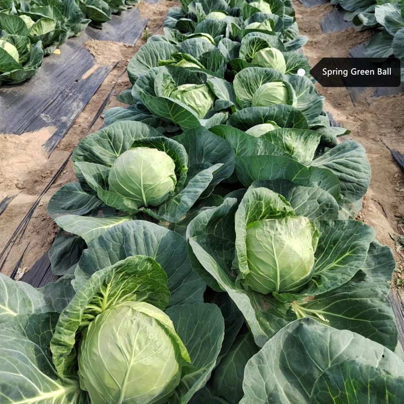 High Quality Chinese Vegetable Hybrid F1 Round Shape Green Cabbage Seeds Kale Seeds for Planting-Spring Green Ball