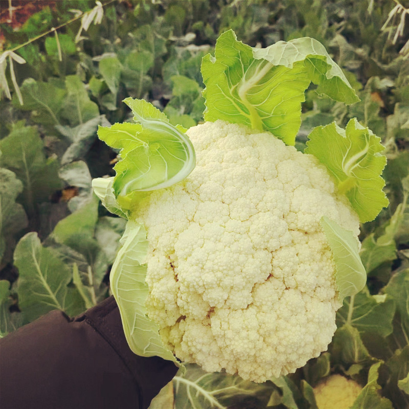 Fairy Valley New Breed High Quality Hybrid F1 White Cauliflower Seeds for Planting-Summer 58