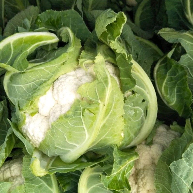 Fairy Valley New Breed High Quality Hybrid F1 White Cauliflower Seeds for Planting-Summer White