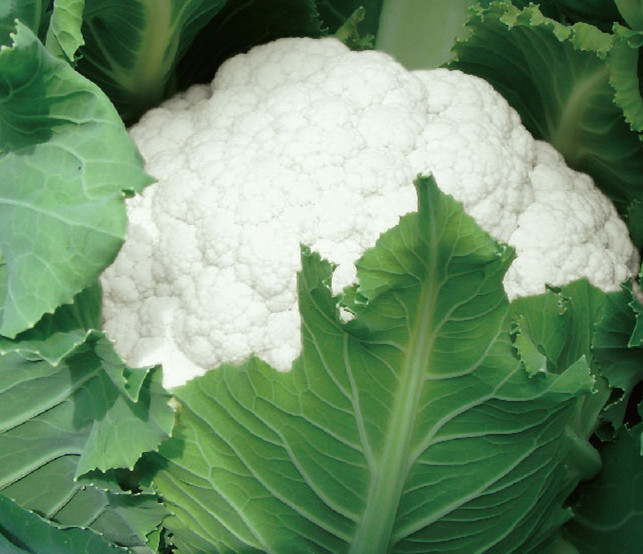 Fairy Valley New Breed High Quality Hybrid F1 White Cauliflower Seeds for Planting-Summer 58