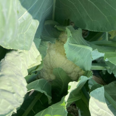 Fairy Valley New Breed High Quality Hybrid F1 White Cauliflower Seeds for Planting-Summer 60