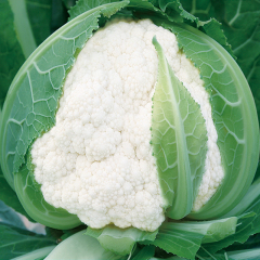 Fairy Valley New Breed High Quality Hybrid F1 White Cauliflower Seeds for Planting-Summer White