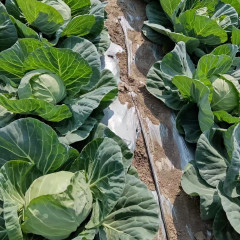 High Quality Chinese Vegetable Hybrid F1 Round Shape Green Cabbage Seeds Kale Seeds for Planting-Summer Green Ball