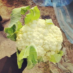 Fairy Valley New Breed High Quality Hybrid F1 White Cauliflower Seeds for Planting-Summer 58