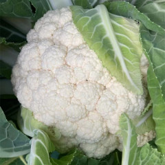 Fairy Valley New Breed High Quality Hybrid F1 White Cauliflower Seeds for Planting-Summer 60