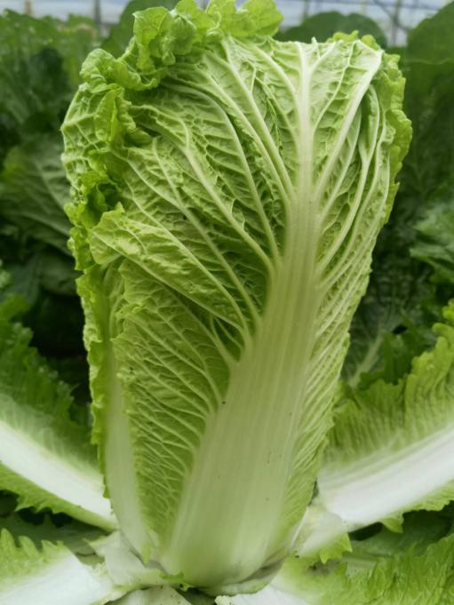 Hybrid F1 Chinese cabbage Seeds-Autumn No.5