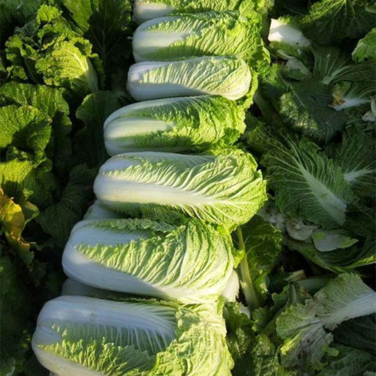 Hybrid F1 Chinese cabbage Seeds-Autumn No.3