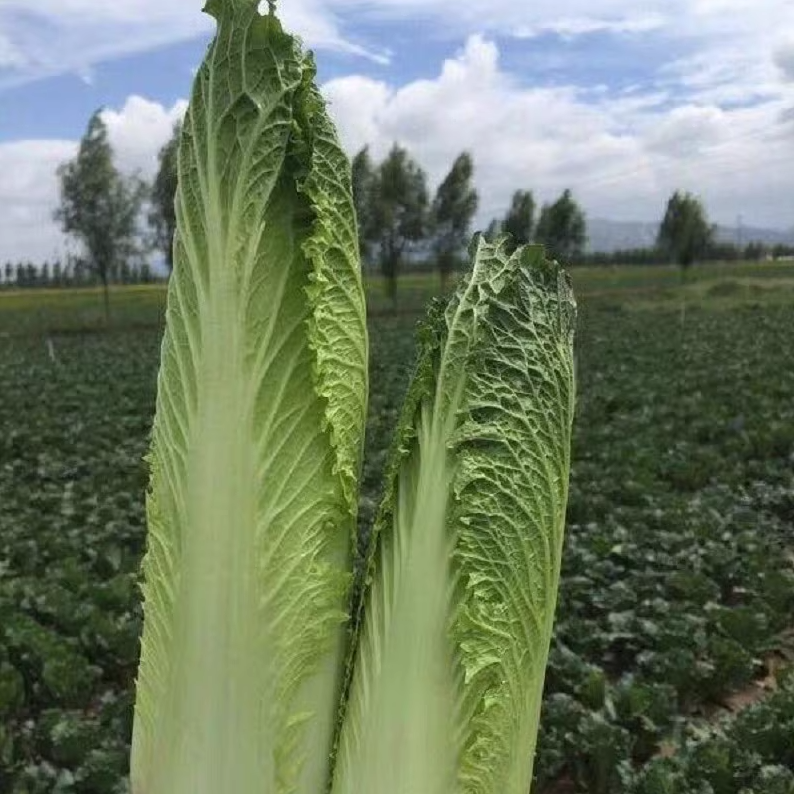 Hybrid F1 Chinese cabbage Seeds-SJ70