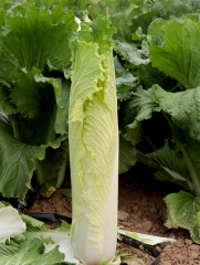 Hybrid F1 Chinese cabbage Seeds-SJ70