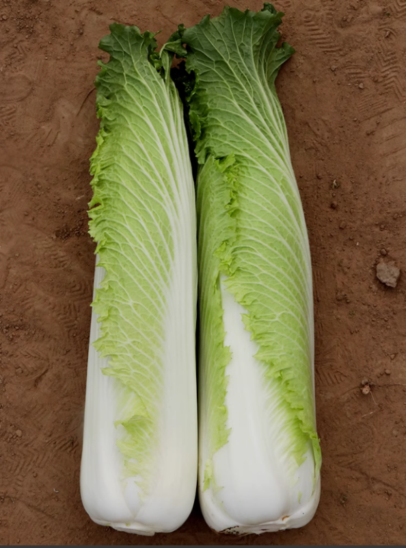 Hybrid F1 Chinese cabbage Seeds-SJ70