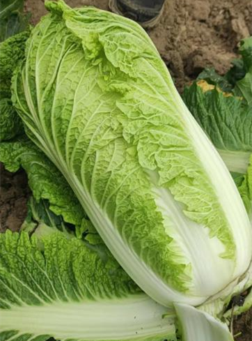 Hybrid F1 Chinese cabbage Seeds-Autumn No.4