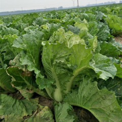 Hybrid F1 Chinese cabbage Seeds-Autumn No.3