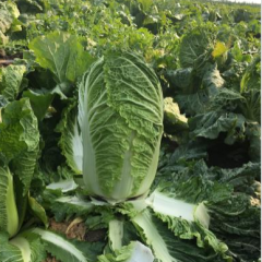 Hybrid F1 Chinese cabbage Seeds-Autumn No.5