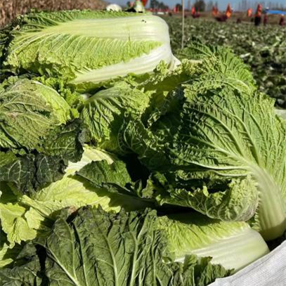 Hybrid F1 Chinese cabbage Seeds-Autumn No.5