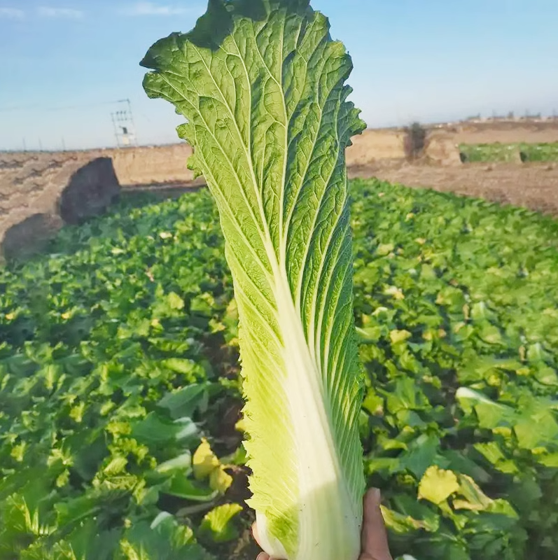 Hybrid F1 Chinese cabbage Seeds-SJ70