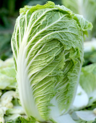 Hybrid F1 Chinese cabbage Seeds-Autumn No.4