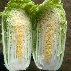 Hybrid F1 Chinese cabbage Seeds-Autumn No.3