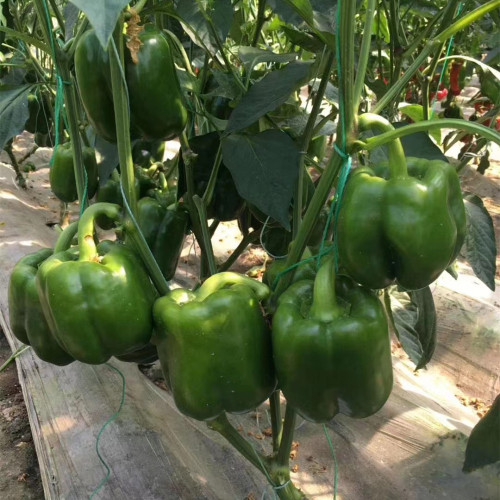 Hybrid F1 Sweet Pepper Seeds-SL04