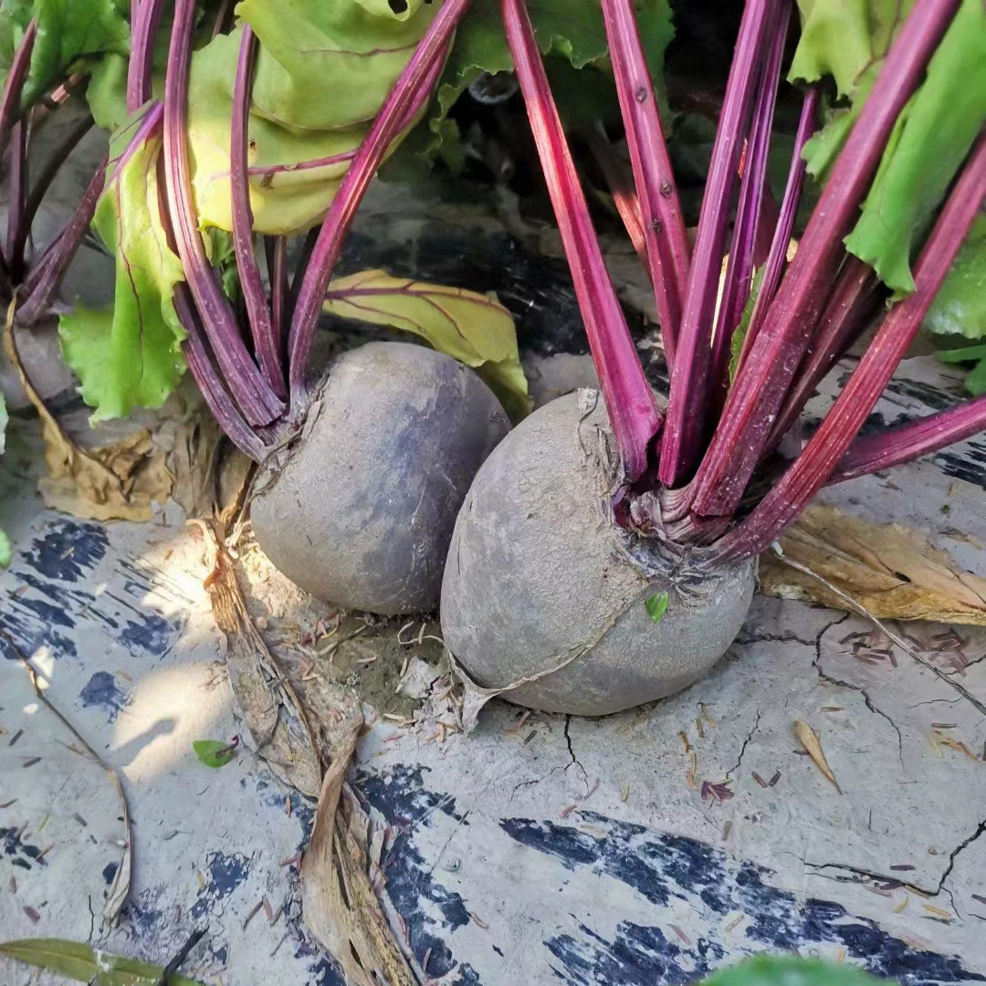 Hybrid F1 Red Beetroot Seeds for growing