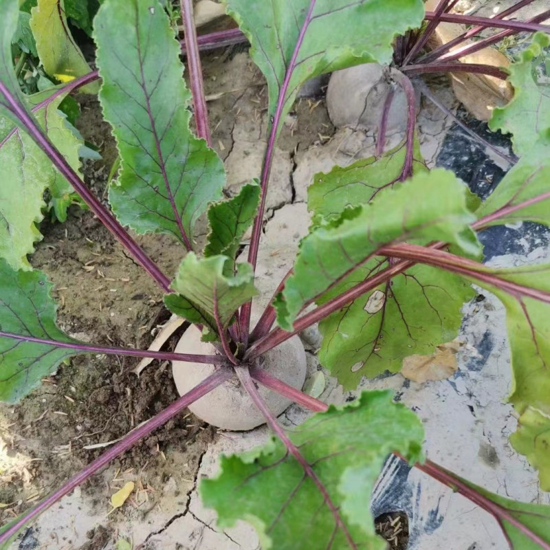 Hybrid F1 Red Beetroot Seeds for growing