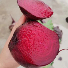 Hybrid F1 Red Beetroot Seeds for growing