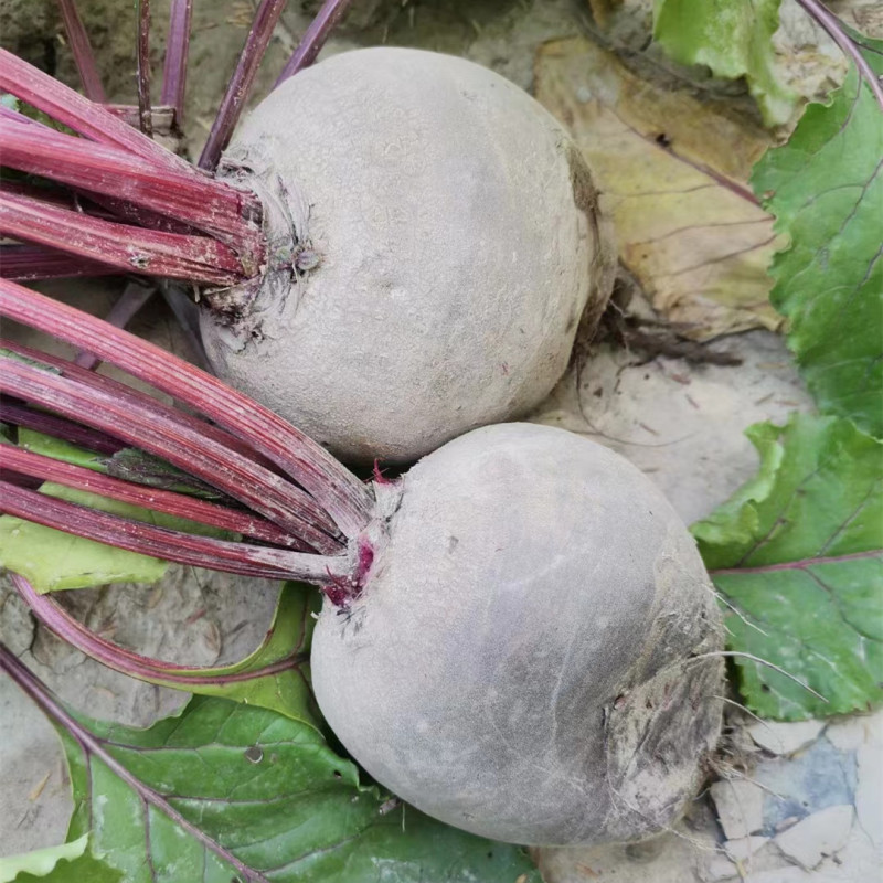 Hybrid F1 Red Beetroot Seeds for growing