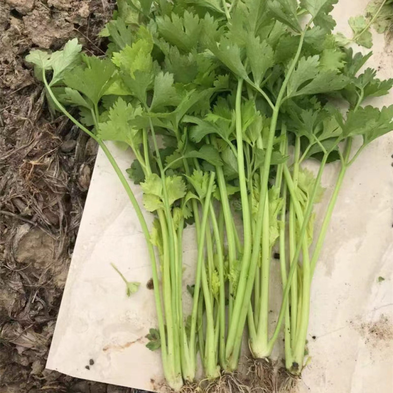 Hybrid F1 Fragrant Celery for growing