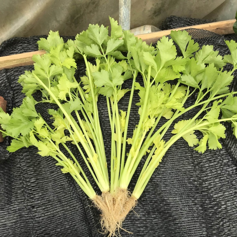 Hybrid F1 Fragrant Celery for growing