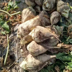 Hybrid F1 White Beetroot Seeds for growing