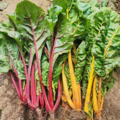 Hybrid F1 Colorful Beet Seeds for growing