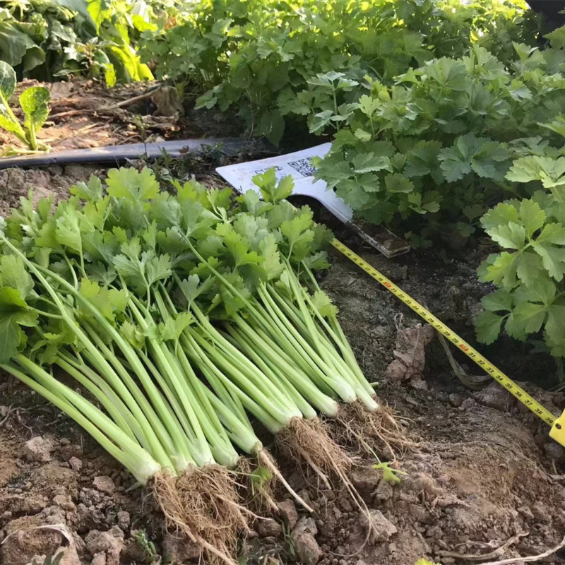 Hybrid F1 Fragrant Celery for growing