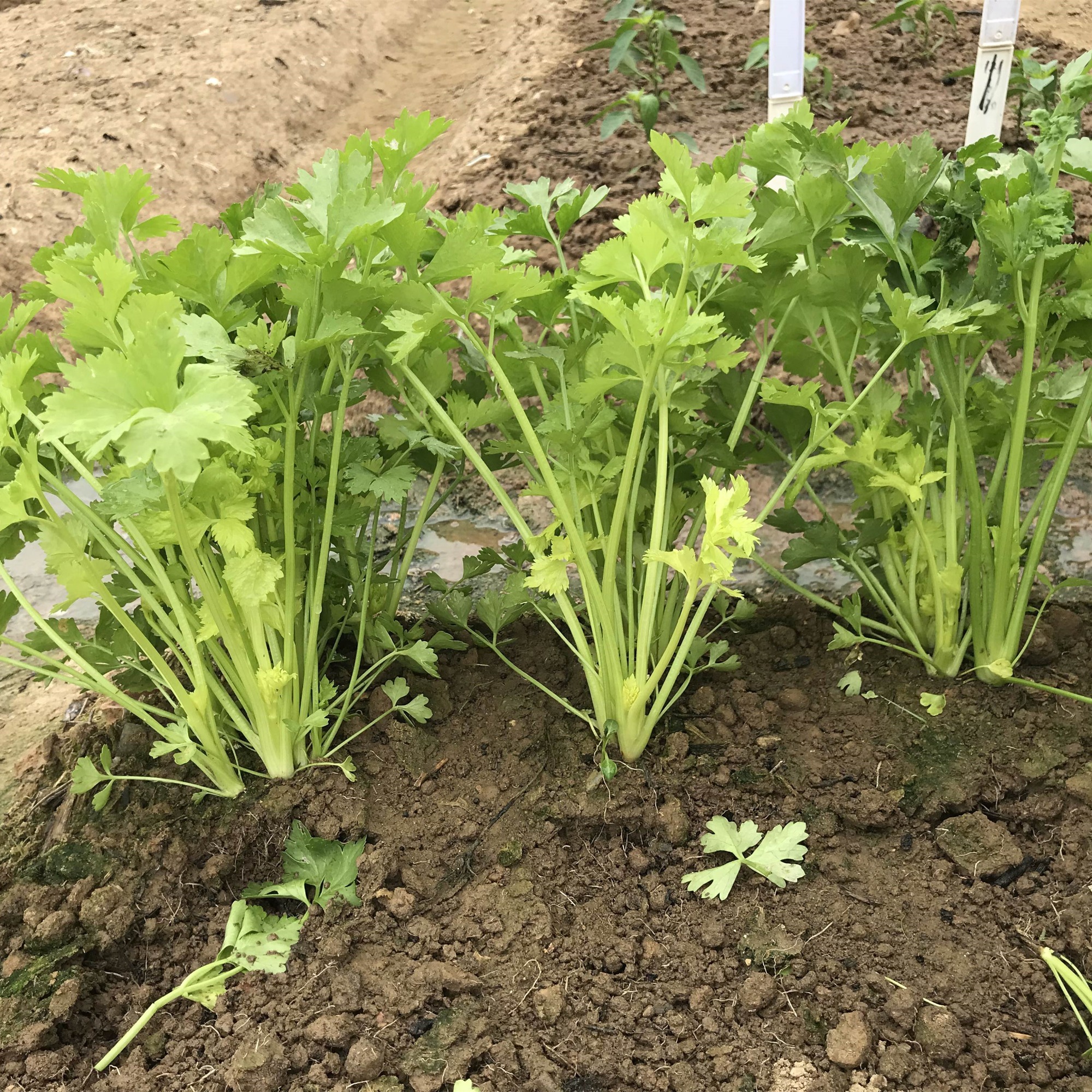 Hybrid F1 Fragrant Celery for growing