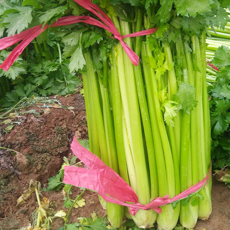 High Quality Celery for growing-KQ03