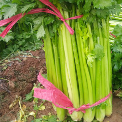 High Quality Celery for growing-KQ03