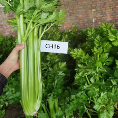 Hybrid F1 Celery for growing-CH16