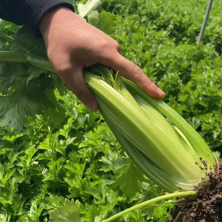 High Quality Celery for growing-KQ03