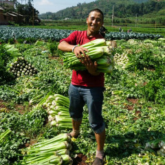 High Quality Celery for growing-KQ03