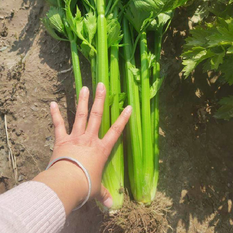 High Quality Celery for growing-KQ03