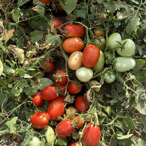 Fairy Valley bred High Quality Hybrid F1 Red Oval semi-determinate Tomato Seeds for Growing-INT32