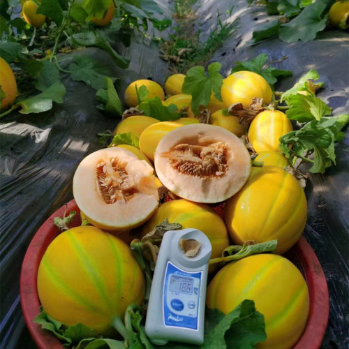 New Breeding Hybrid F1 Yellow Peel Round Sweet Melon Seeds for Growing-Golden Sweet No.8