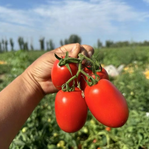 Fairy Valley bred High Quality Hybrid F1 Red Oval semi-determinate Tomato Seeds for Growing-INT31