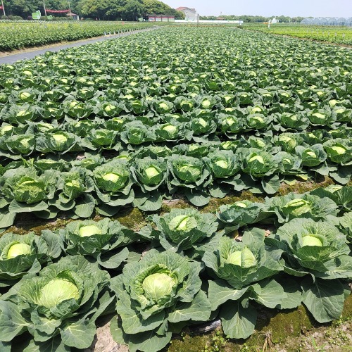 High Quality Chinese Vegetable Hybrid F1 Round Shape Green Cabbage Seeds Kale Seeds for Planting-Summer Green Ball