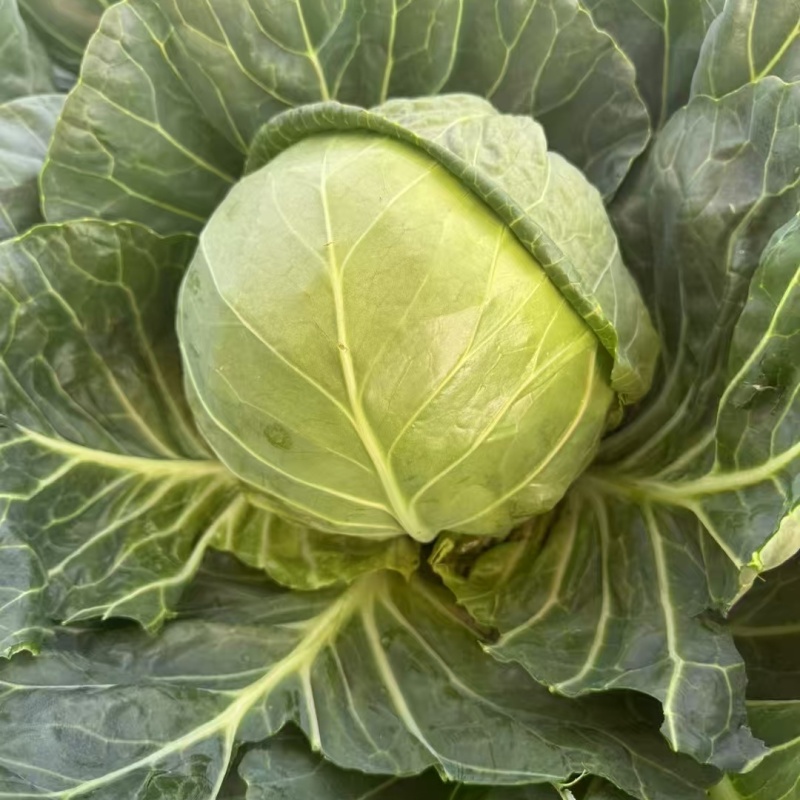 Hybrid F1 Round Shape Green Cabbage Seeds Kale Seeds for Planting-Spring Autumn 55