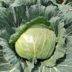 Hybrid F1 Flate Shape Green Cabbage Seeds Kale Seeds for Planting-Flate Head 70