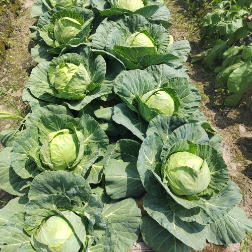 Hybrid F1 Round Shape Green Cabbage Seeds Kale Seeds for Planting-Spring Autumn 65