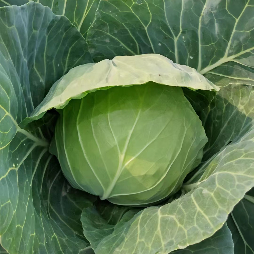 Hybrid F1 Round Shape Green Cabbage Seeds Kale Seeds for Planting-Spring Autumn 60