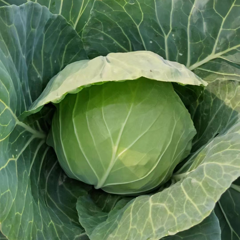 Hybrid F1 Round Shape Green Cabbage Seeds Kale Seeds for Planting-Spring Autumn 60
