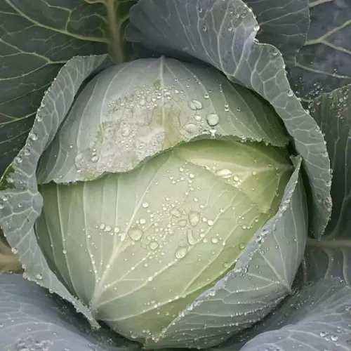 Hybrid F1 Flate Shape Green Cabbage Seeds Kale Seeds for Planting-Flate Head 90