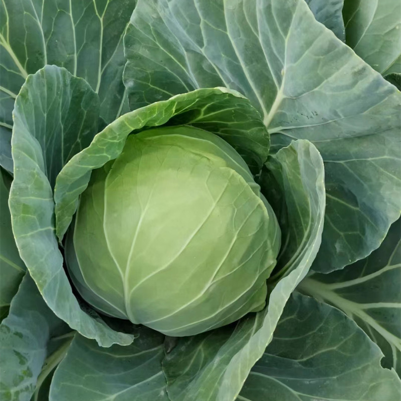 Hybrid F1 Round Shape Green Cabbage Seeds Kale Seeds for Planting-Spring Autumn 60
